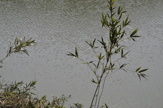 c0093046_13562092.gif