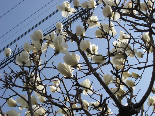 我が家も花盛り♪_b0188654_1232528.jpg