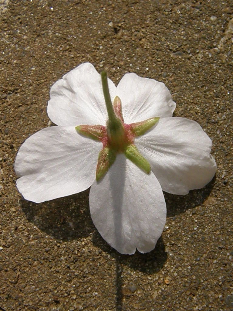 e0064158_2301779.jpg