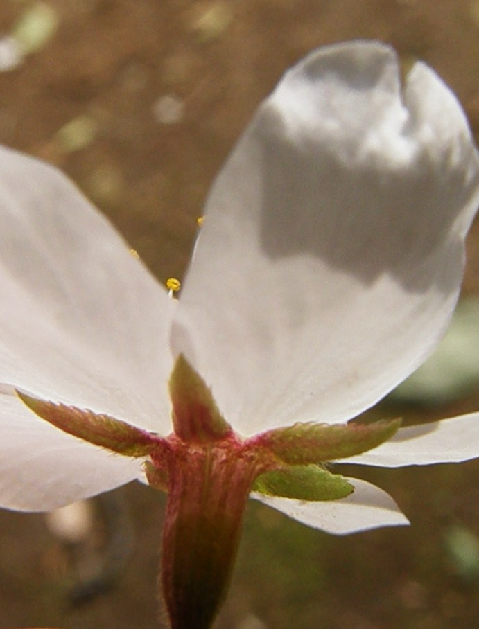 e0064158_2302830.jpg