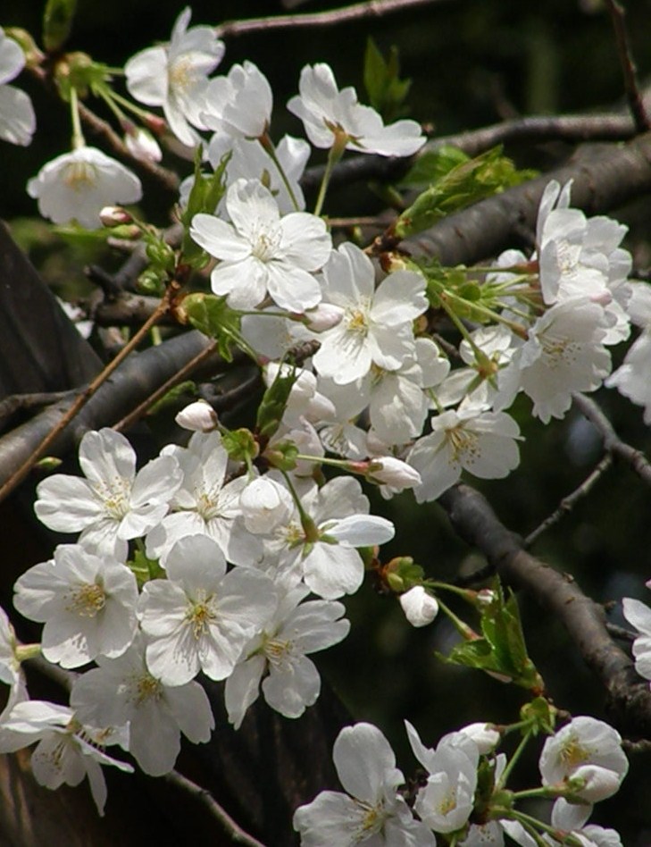 e0064158_2304213.jpg