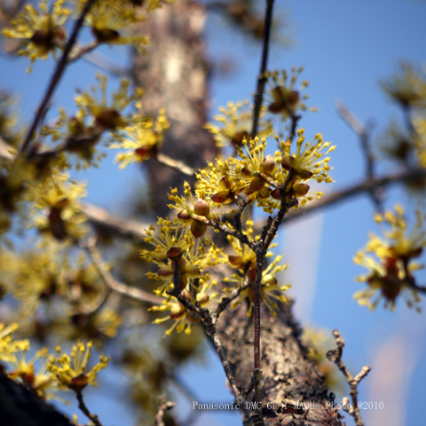 桜咲く＾＾_f0096666_1062275.jpg