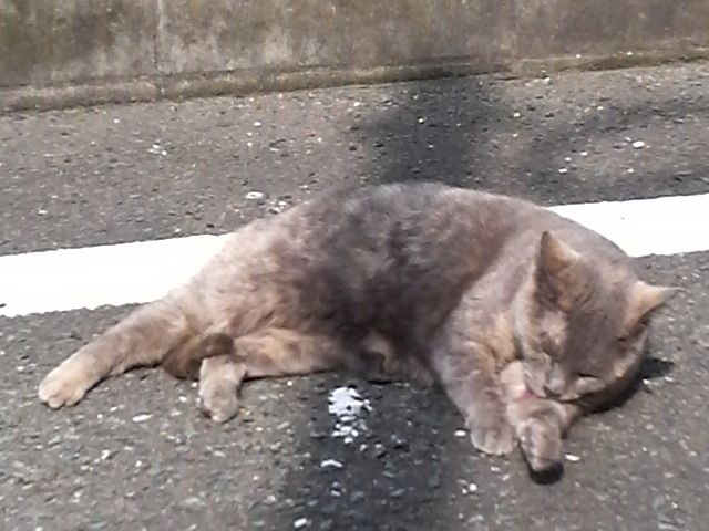 猫 機械獣スパルタンk5 をしどり浮世捕物矢車 新激情版 猫 機械獣スパルタンk5 をしどり浮世捕物矢車 新激情版