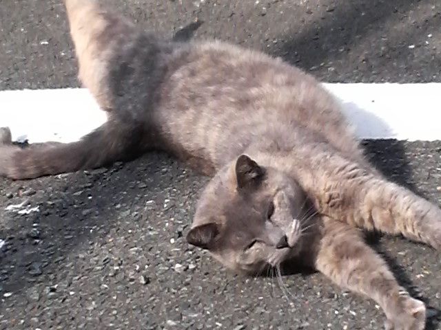 猫 機械獣スパルタンk5 をしどり浮世捕物矢車 新激情版 猫 機械獣スパルタンk5 をしどり浮世捕物矢車 新激情版