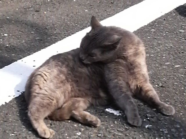 猫 機械獣スパルタンk5 をしどり浮世捕物矢車 新激情版 猫 機械獣スパルタンk5 をしどり浮世捕物矢車 新激情版