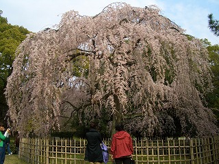 早咲きの桜を見に、京都御所_c0162882_23465830.jpg