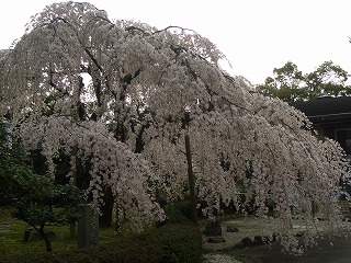 早咲きの桜を見に、京都御所_c0162882_23481139.jpg