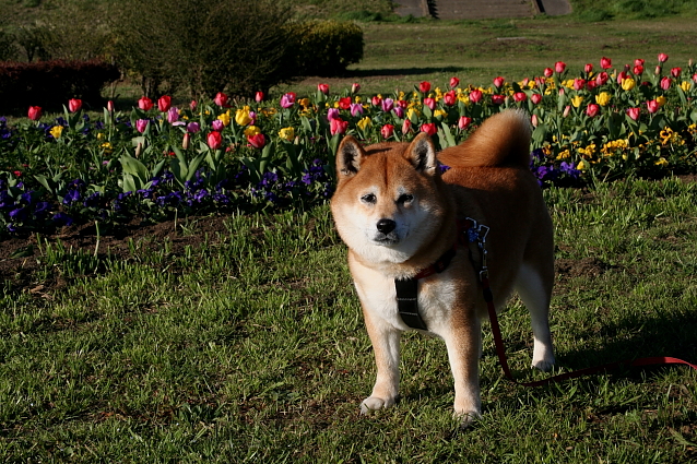 柴犬と春　その１_e0165983_1155697.jpg