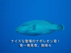 シミラン☆透明度抜群☆いかなきゃ損!!_f0144385_057355.jpg