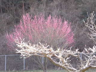 お花見はお花見でも。。。。。_c0192687_2116366.jpg