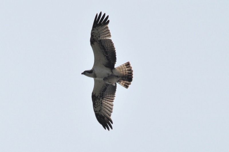 a0143491_22485380.jpg