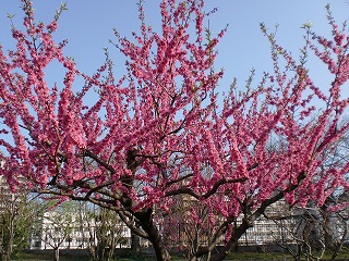 ３月22日（月）大阪城　桃・桜_b0176192_1318323.jpg