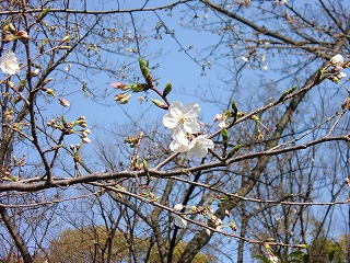 ３月22日（月）大阪城　桃・桜_b0176192_13322177.jpg