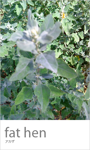 c0053898_848221.jpg