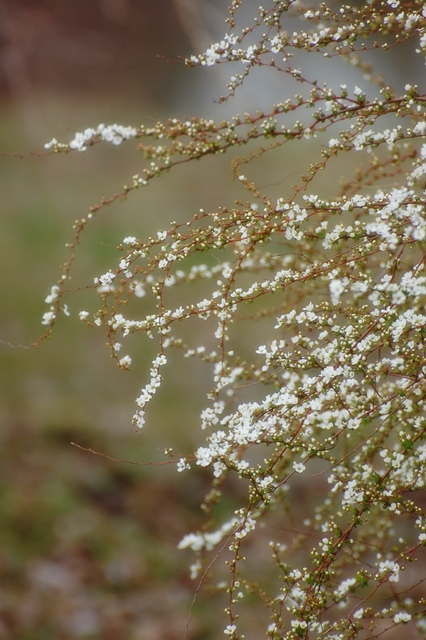 a0155999_25005.jpg