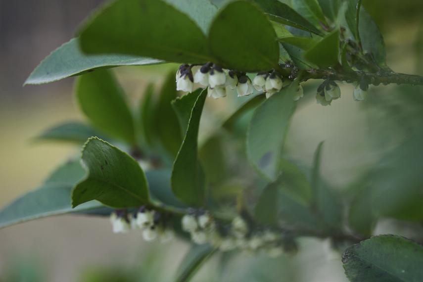 神棚に祭る植物 ヒサカキ そよ風のつぶやき 神棚に祭る植物 ヒサカキ そよ風のつぶやき
