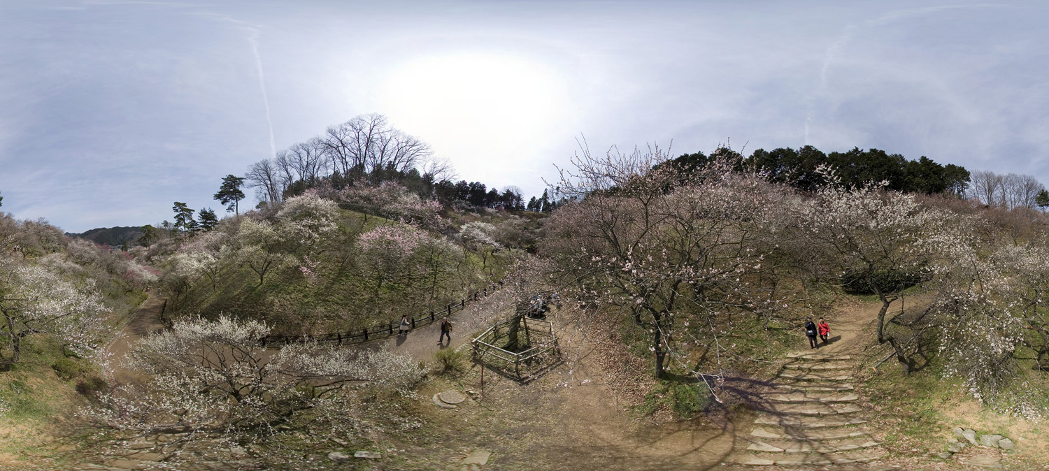 Yoshino Baigo,Plum Blossom　吉野梅郷「青梅市 梅の公園」_d0108602_22413455.jpg