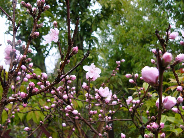 雨に濡れた花芽達　と　庭の様子_a0123003_1652139.jpg