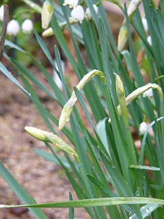 雨に濡れた花芽達　と　庭の様子_a0123003_16585241.jpg