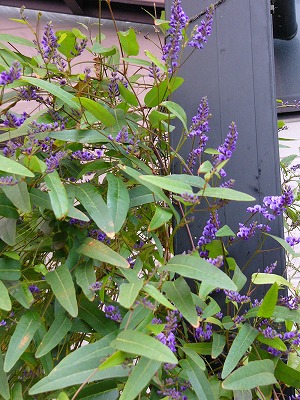 a0123003_1719197.jpg