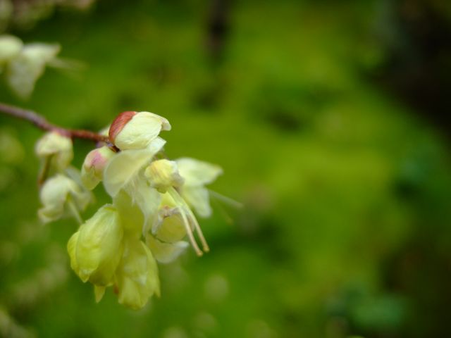 苔庭_f0108604_179268.jpg