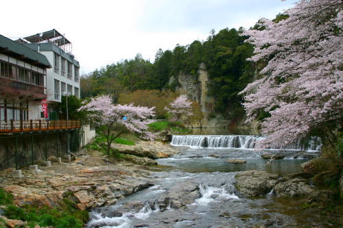 対岸の桜が咲き、最高の景色です。_f0164107_1816176.jpg