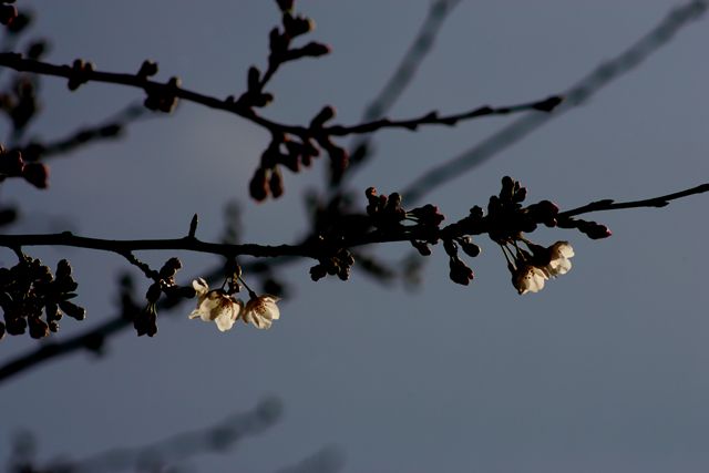 蓮華寺池の桜から目が離せない。_f0072008_0195757.jpg