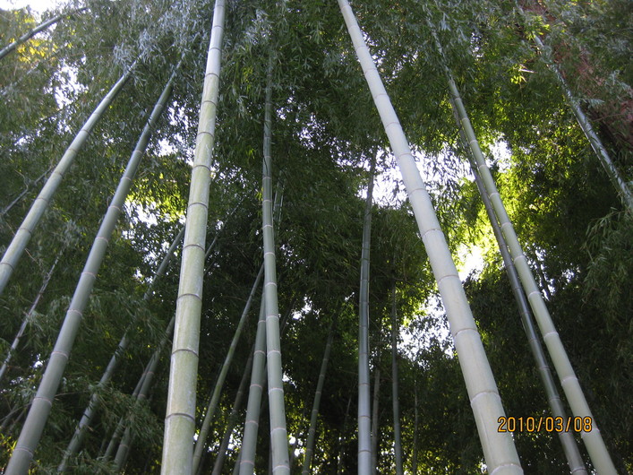 水戸の偕楽園。。。_b0176010_23571.jpg