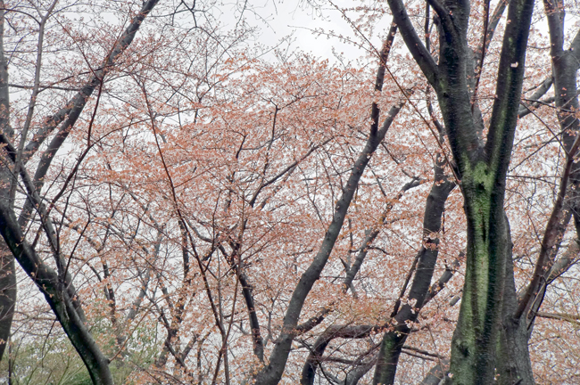 雨に咲く花　　　さくら_b0130112_20554234.jpg