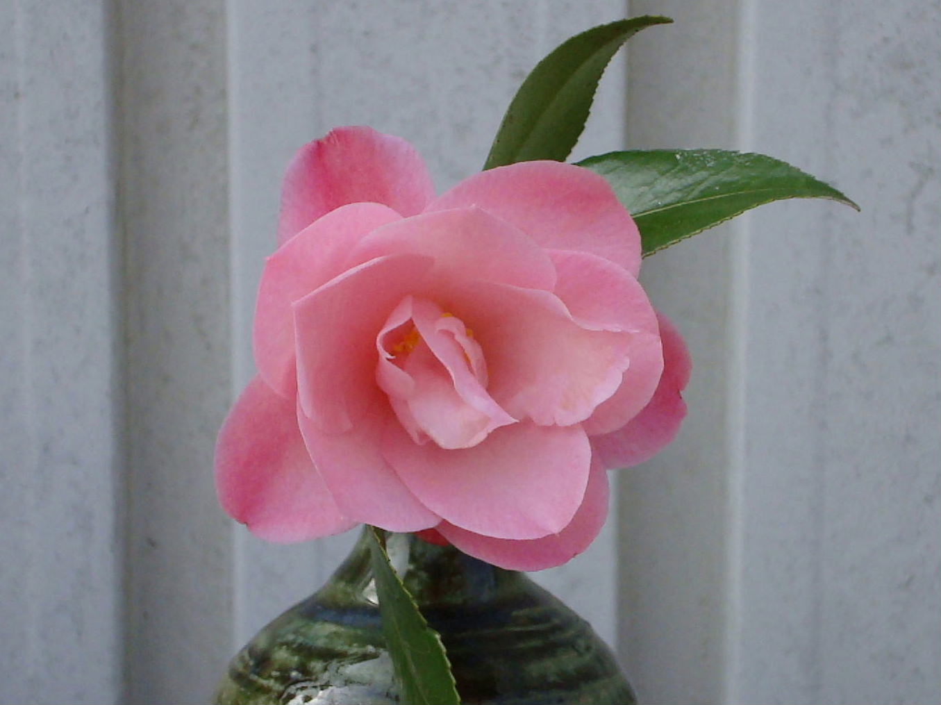 山野草の石田精華園 / 椿 苗 清玄桜姫 挿木4年生苗 5号 （長期