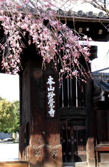 妙覚寺のしだれ桜_e0048413_22251997.jpg