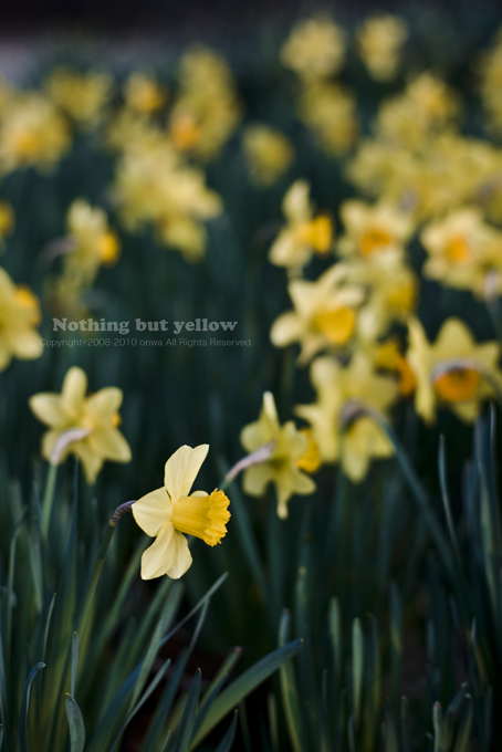 Nothing but yellow_e0146919_12264825.jpg