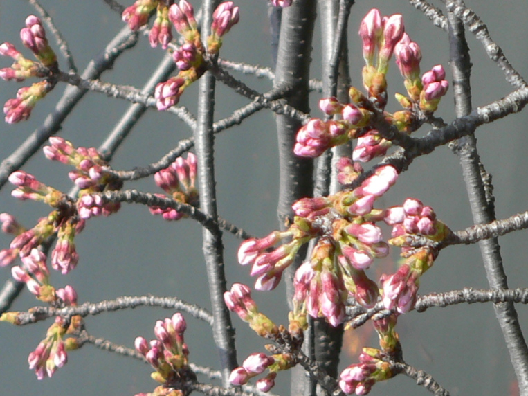 吉祥寺の桜_c0082921_9352226.jpg