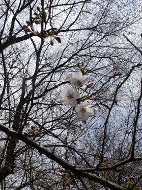 吉祥寺の桜_c0082921_9472667.jpg