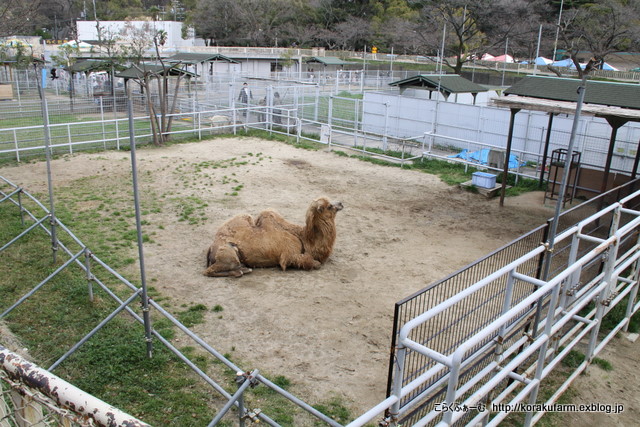 ラフちゃんはどこ？ ラクダの赤ちゃん生後14日目_c0188824_045434.jpg