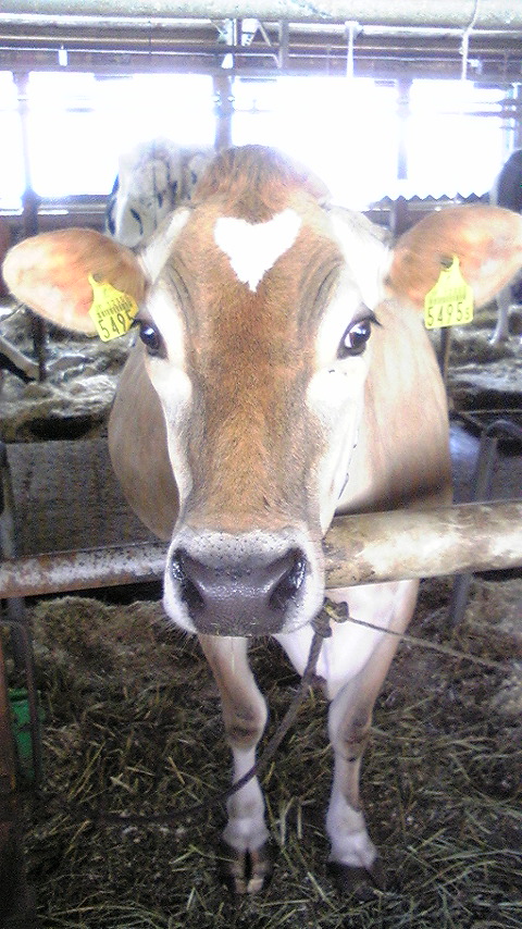 c0150438_81602.jpg