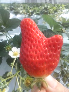 いちご食べまくり!!_d0143138_12414816.jpg