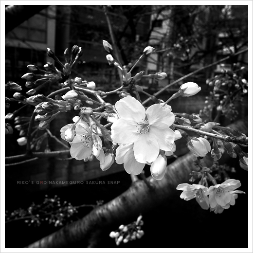2010 -SAKURA-_b0049843_21564126.jpg
