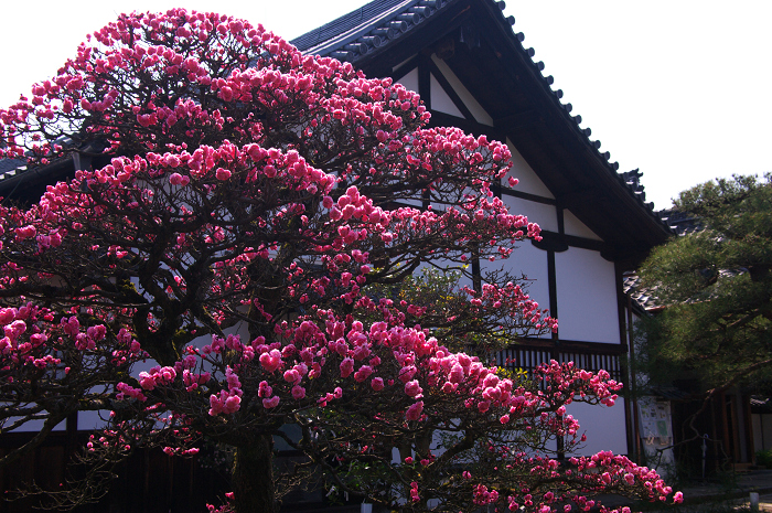 はねず梅と春の庭（泉涌寺塔頭　雲龍院）_f0155048_003542.jpg