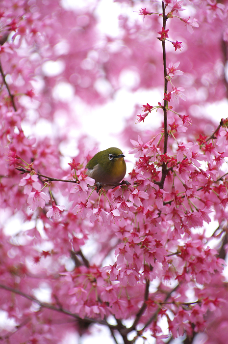 おかめ桜（長徳寺）_f0155048_0283761.jpg