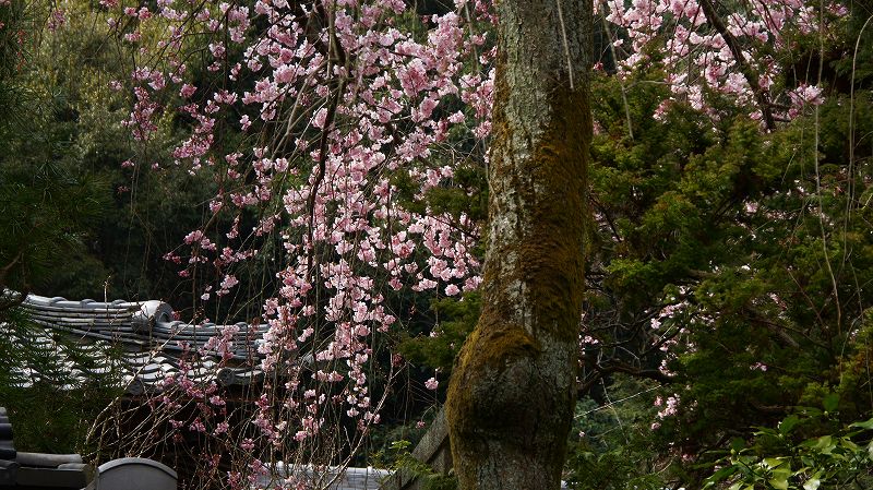 都路の桜便り２０１０ （山科 大石内蔵助隠棲の旧跡 岩屋寺の枝垂桜 ） (2010年03月23日)_c0119555_12193427.jpg