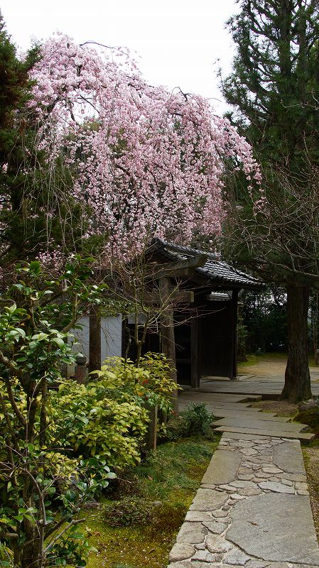 都路の桜便り２０１０ （山科 大石内蔵助隠棲の旧跡 岩屋寺の枝垂桜 ） (2010年03月23日)_c0119555_12195020.jpg