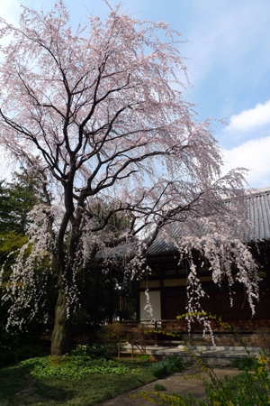 しだれ桜が満開です_a0133859_146739.jpg