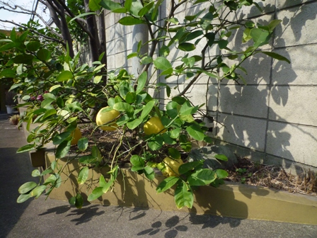 散歩は続く…_b0093660_1210592.jpg