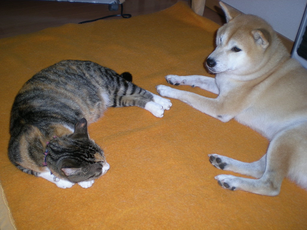 2010年3月23日(火)こころちゃんがまたヒヨドリを~!_f0060461_12315524.jpg