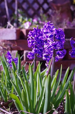 20100323　Weeds & Flowers_e0085163_7292770.jpg