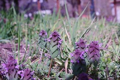 20100323　Weeds & Flowers_e0085163_730571.jpg