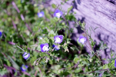 20100323　Weeds & Flowers_e0085163_7315158.jpg