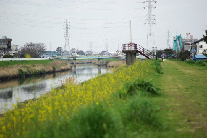 芝川の春景色_b0120979_913411.jpg