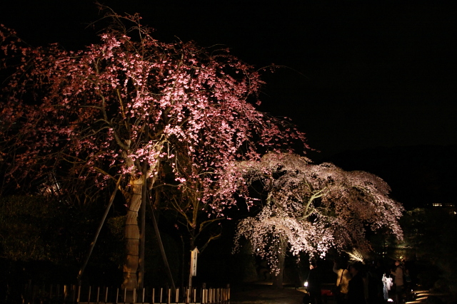 京都⑫ 2010年3月21日 東山花灯路 part2_c0216179_0175370.jpg